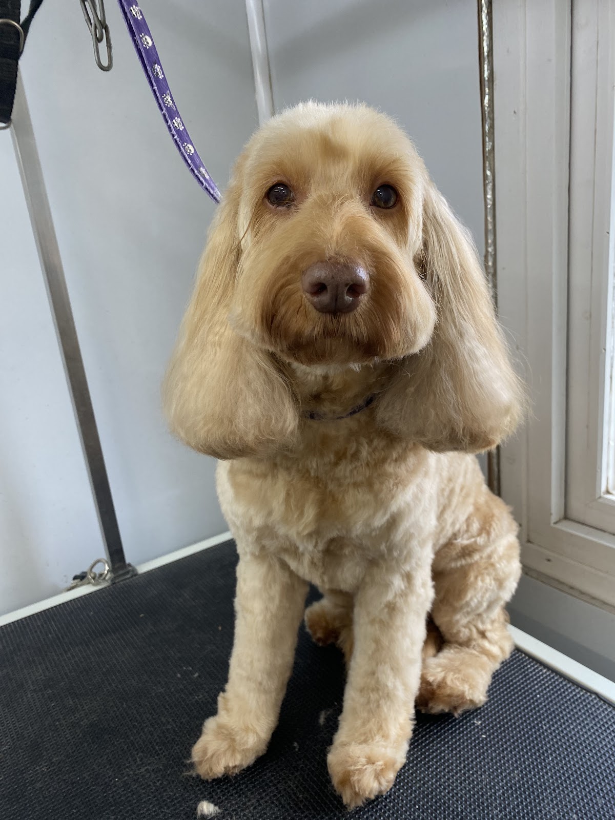 A freshly groomed dog at Muddy Paws studio in Fulwood, Preston