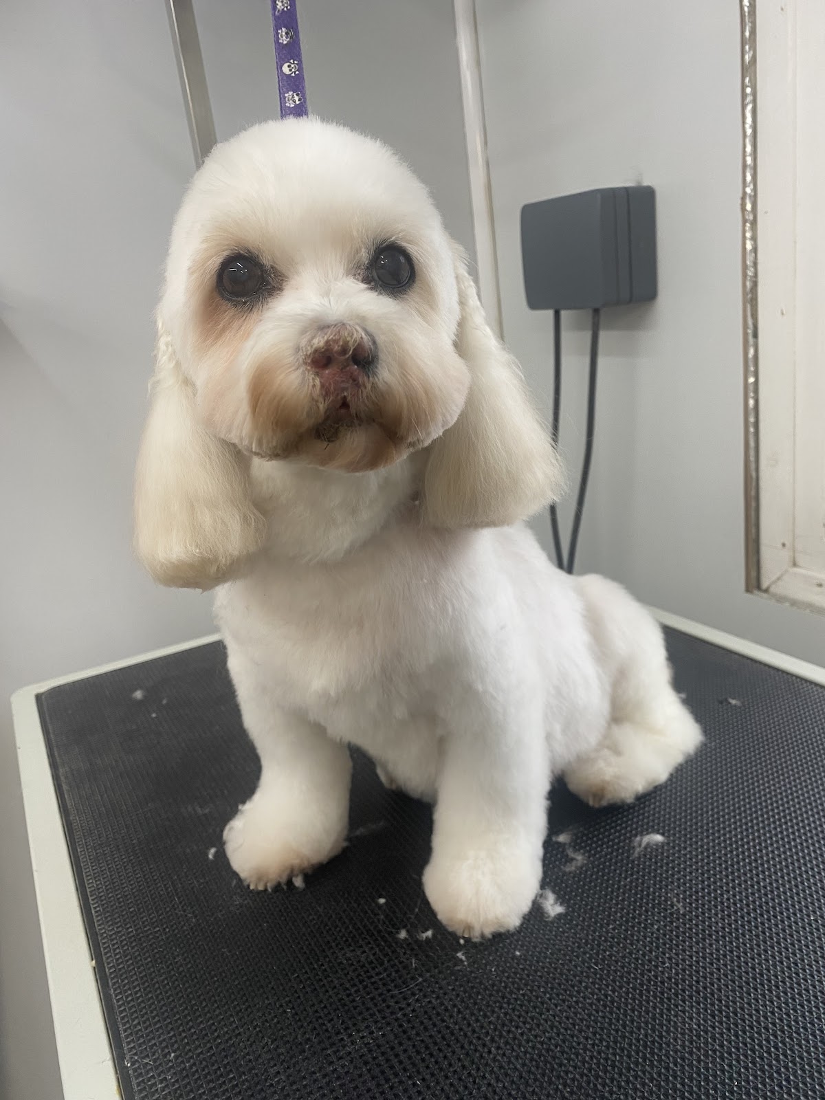Sue grooming a dog in her Fulwood studio