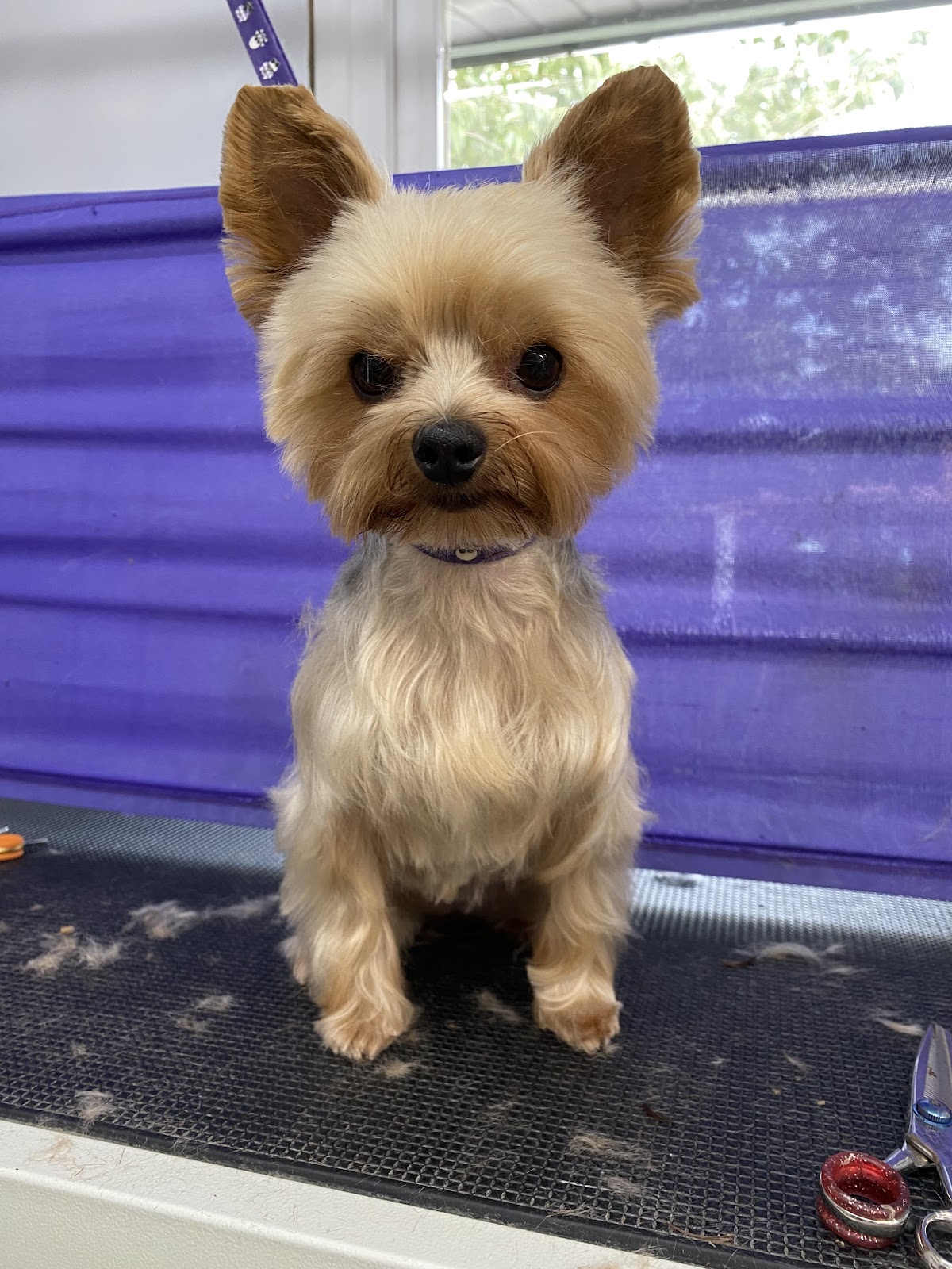 Inside Muddy Paws grooming studio