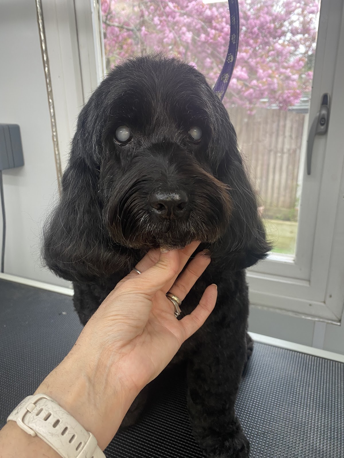 Dog being groomed at Muddy Paws Preston