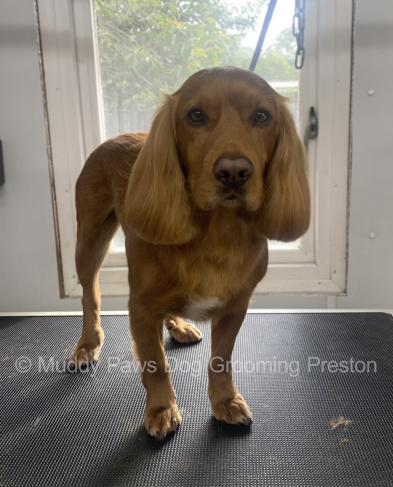 Freshly groomed dog at Muddy Paws
